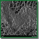 Разработка технологии формирования атромбогенного лекарственного покрытия для биодеградируемых сосудистых протезов малого диаметра