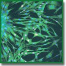 Прозрачный гель на основе модифицированного полиэтиленгликолем фибрина как инструмент для инкапсулирования клеток