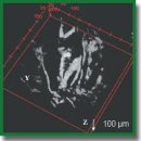 Томографическое <i>en-face</i> изображение рассеивающих объектов с использованием полнопольной оптической когерентной микроскопии на основе однополосного светоизлучающего диода