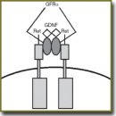 Роль глиального нейротрофического фактора в функционировании нервной системы (обзор)
