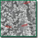 Lanthanoid Staining as a Fast Technology of Preparing Microbiological Specimens for Scanning Electron Microscopy