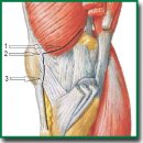 Минимально травматичный доступ (epivastus) для тотального эндопротезирования коленного сустава