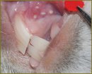 Histological Response of Oral Mucosa on Fractional Laser Photothermolysis in Animal Experiments
