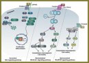 Wnt Signaling Pathway and Its Significance for Melanoma Development