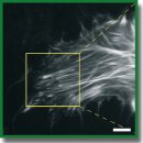 A Surprising Photoactivity of Blue Fluorescent Protein TagBFP Allows for Super-Resolution Microscopy