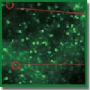 Neurotropic Effect of Carbamylated Darbepoietin on the Model of Primary Hippocampal Culture