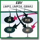 Epstein–Barr Virus in the Development of Colorectal Cancer (Review)
