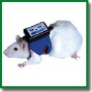 Dynamics of Stress Activation in Repeated Stress Conditions in Experiment