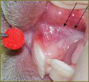In vivo Control of Oral Mucosa Regeneration after Fractional Laser Photothermolysis Using Cross-polarization Optic Coherence Tomography