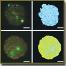 Modern Research Techniques of Apoptotic Cell Death  (Review)