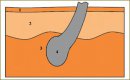 The Role of Mechanical Compression in Human Skin Imaging Using Cross-Polarization Optical Coherence Tomography