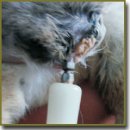 Osseointegration of Innovative Customized Implants in the Tubular Bone (Experimental Study)