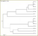 Molecular Epidemiological Monitoring of Streptococcus Pneumoniae Strains Isolated in Elderly Patients with Common-Acquired Pneumoniaes