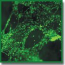 Methods for Assessing the Quality of Biomedical Cell Products for Skin Replacement