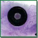 A Novel Morphometric Nomenclature to Evaluate Osseointegration of Intraosseous Implants