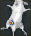 In Vivo Bioluminescence Imaging of Tumor Cells Using Optimized Firefly Luciferase luc2