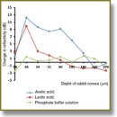 Depth-Resolved Dynamics of Aceto-Whitening in Rabbit Cornea Studied by 1300 nm Optical Coherence Tomography