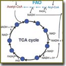 Metabolic Imaging in the Study of Oncological Processes (Review)