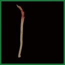 Decellularized Nerve Scaffold in a Rat Model of Extensive Peripheral Nerve Damage