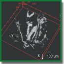 <i>En-face</i> Tomographic Imaging of Scattering Objects Using Single Broadband Light Emitting Diode Based Full-Field Optical Coherence Microscopy