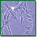 Использование состава на основе коллагена высокой концентрации и желатиновых гранул в качестве биочернил для экструзионной 3D-биопечати пористо-структурированных гидрогелевых конструкций