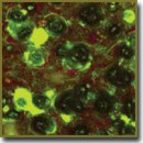 Biodistribution of Amine-Amide Chlorin e6 Derivative Conjugate with a Boron Nanoparticle for Boron Neutron-Capture Therapy