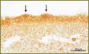 Immunohistochemical Study of the Distribution of Transcriptional Factor Sox2 in the Lingual Epithelium of Human Embryos and Fetuses