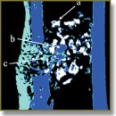 Optical Coherence Tomography for Non-Invasive ex vivo Investigations in Dental Medicine — a Joint Group Experience (Review)