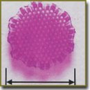 Long-Term Neurological and Behavioral Results of Biodegradable Scaffold Implantation in Mice Brain