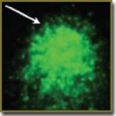 A New Version of Comet Assay