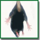 Phenotypic Variations in the Behavior of <i>Sip1</i> Knockout Mice