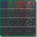New Tissue-Engineered Vascular Matrix Based on Regenerated Silk Fibroin: <i>in vitro</i> Study