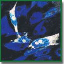 Intracellular pH Monitoring in Stem Cells During Differentiation Using Fluorescence Microscopy  and pH-Sensor SypHer-2