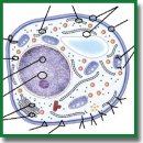 Clinical Use of Progestins and Their Mechanisms of Action: Present and Future (Review)