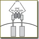 The Role of Glial Cell Line-Derived Neurotrophic Factor in the Functioning of the Nervous System (Review)