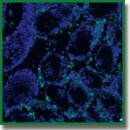 The Role of Macrophages in Implementing the Effects of Secretome of Mesenchymal Stromal Cells in the Spermatogonial Stem Cell Niche