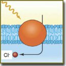 Optogenetics: Perspectives in Biomedical Research (Review)