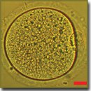 Determining the Range of Noninvasive Near-Infrared Femtosecond Laser Pulses for Mammalian Oocyte Nanosurgery