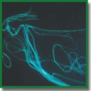Collagen Fiber Autofluorescence Level in Evaluating the Biological Properties of Tissue Grafts