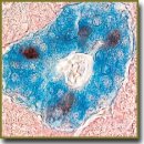 Distribution of S100-Positive Cells in Islets of Langerhans of the Fetal and Adult Human Pancreas