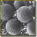 Microcapsules of Poly(3-Hydroxybutyrate) for Prolonged Protein Release