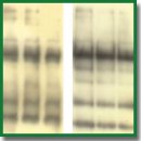 A New Cofilin-Dependent Mechanism for the Regulation of Brain Mitochondria Biogenesis and Degradation