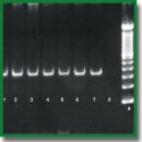 NGS Technology in Monitoring the Genetic Diversity of Cytomegalovirus Strains