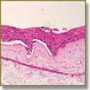 Imaging of 3D Tissue-Engineered Models of Oral Cancer Using 890 and 1300 nm Optical Coherence Tomography