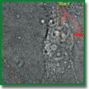 Real-Time Tracking of Yb<sup>3+</sup>, Tm<sup>3+</sup> Doped NaYF</span><sub style="background-color: initial;">4</sub><span style="background-color: initial;"> Nanoparticles in Living Cancer Cells
