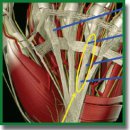 Application of Near-Field Microwave Probing in Diagnosing Dupuytren’s Disease