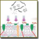 The Study of Temperature-Dependent Molecular Mechanisms of Infection Development as a Key to the Development of Modern Prophylactic Drugs (Review)