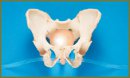 Experience of the TVT-O Operations Use in Treatment  of a Stress Urinary Incontinence in Females