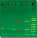 Integron-Associated Antibiotic Resistance Patterns in <i>Escherichia coli</i> Strains Isolated from Human and Animal Sources in Two Provinces of Iran