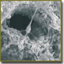 Polylactide-Based Biodegradable Scaffolds Fabricated by Two-Photon Polymerization for Neurotransplantation